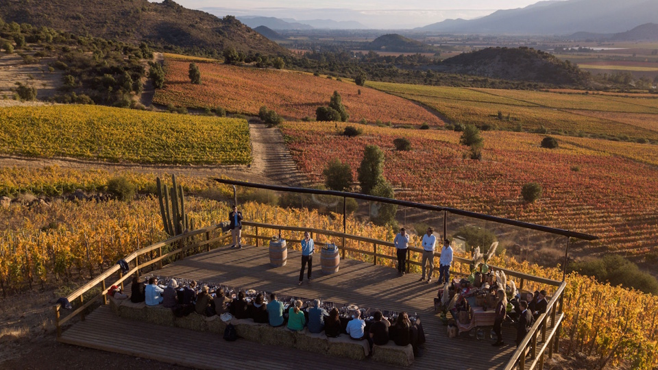 Chilean Vineyards
